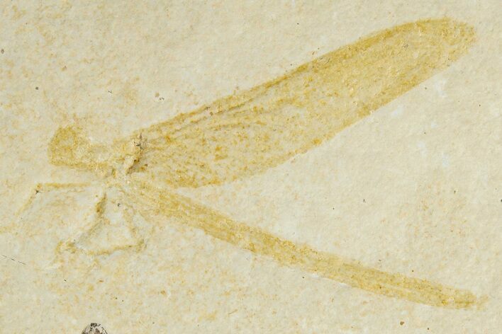 Beautiful Fossil Damselfly - Solnhofen Limestone #317483